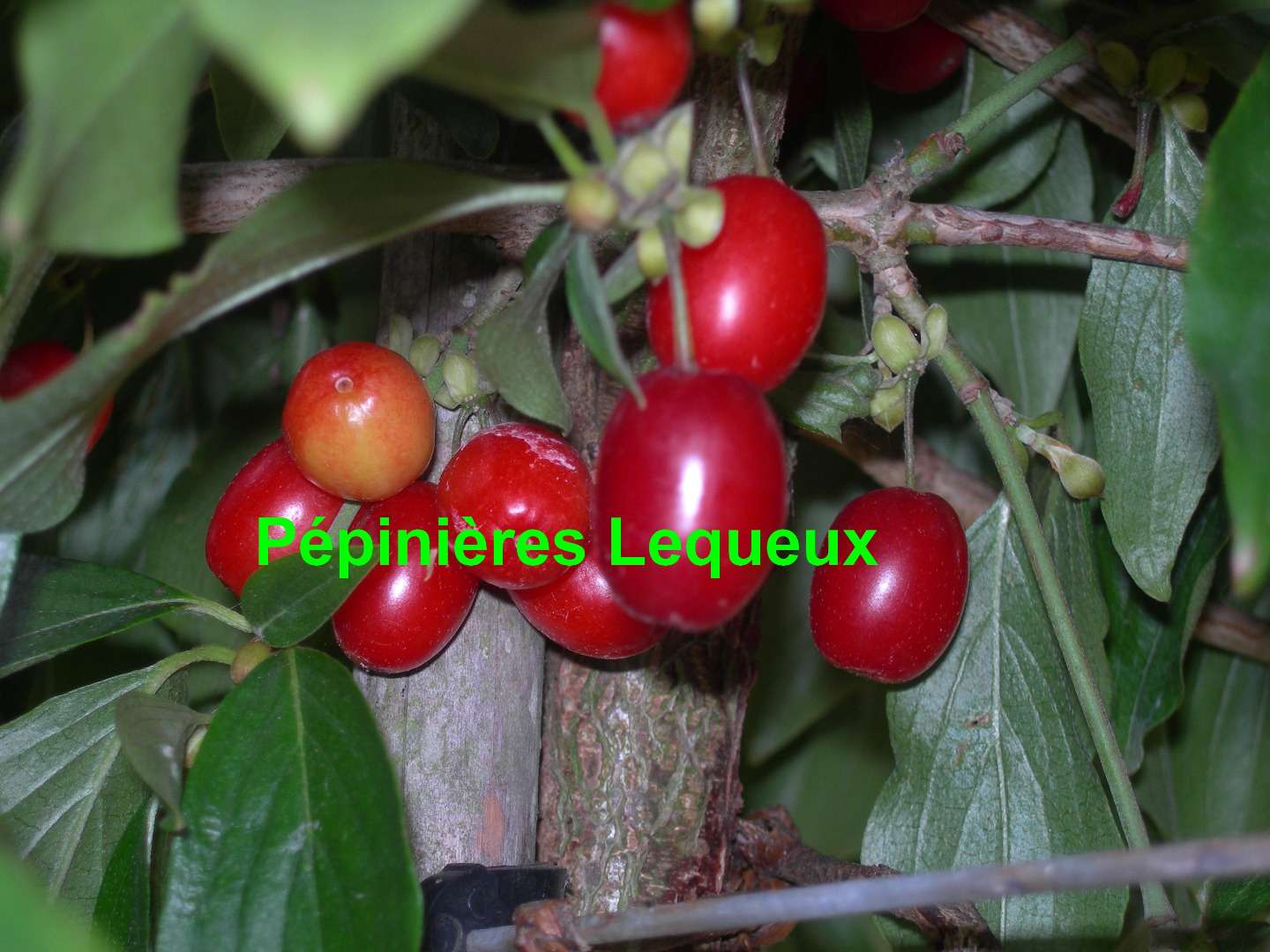CORNUS MAS